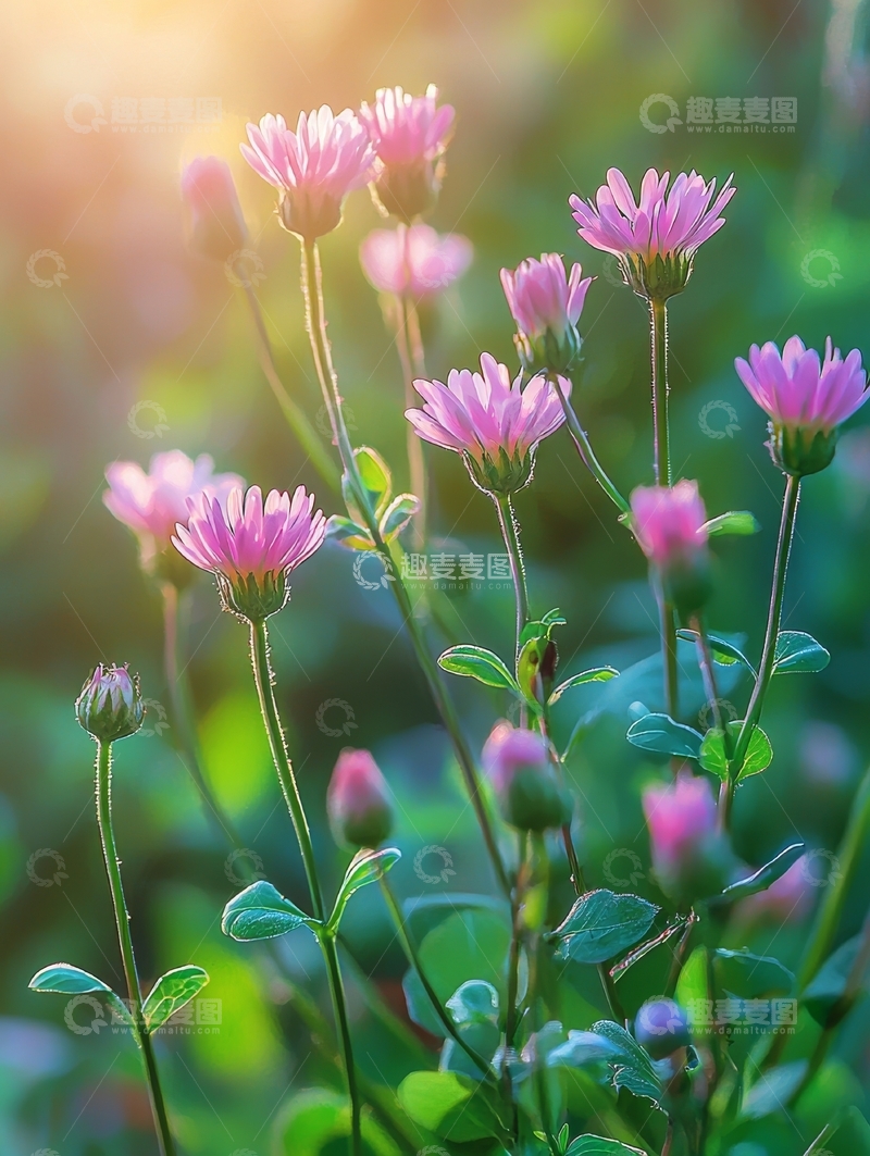 高清大图下载【趣麦麦图】晨光中的紫色小花