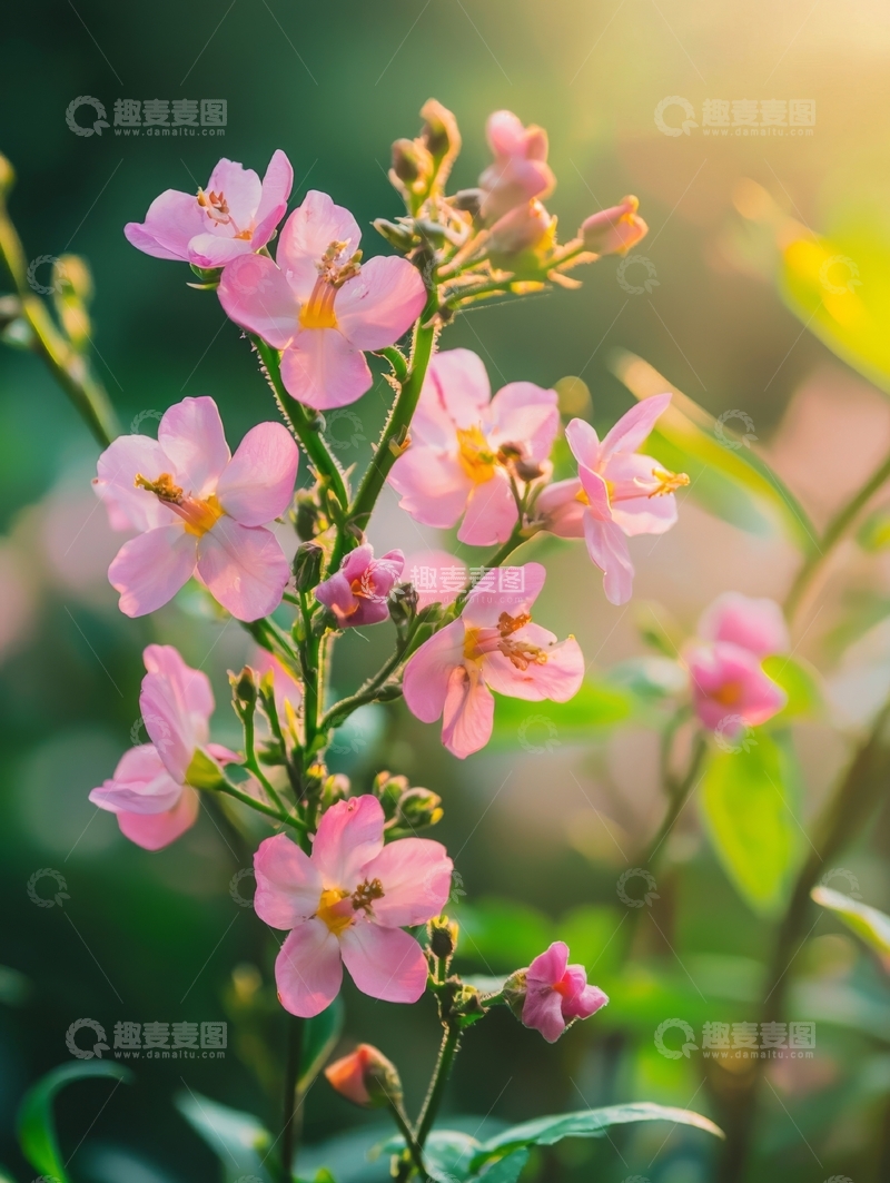 粉色小花在阳光下绽放