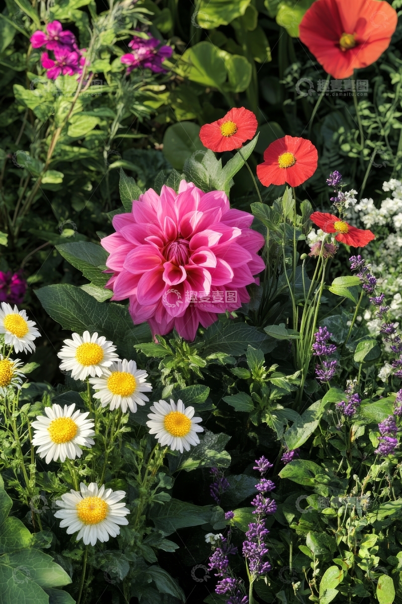 高清大图下载【趣麦麦图】花园中的多彩花卉