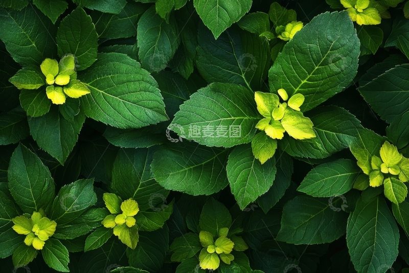 高清大图下载【趣麦麦图】绿叶丛中的黄色小花