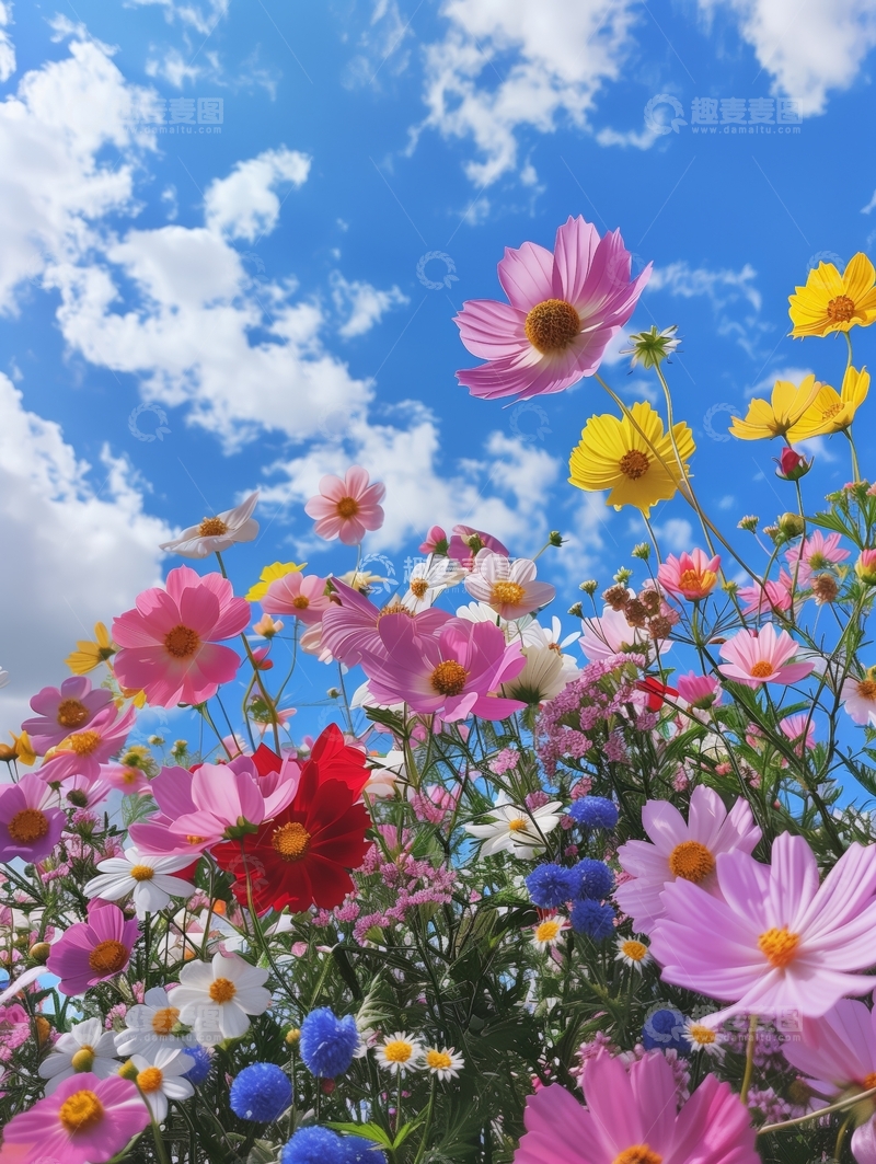 高清大图下载【趣麦麦图】蓝天下的多彩花丛