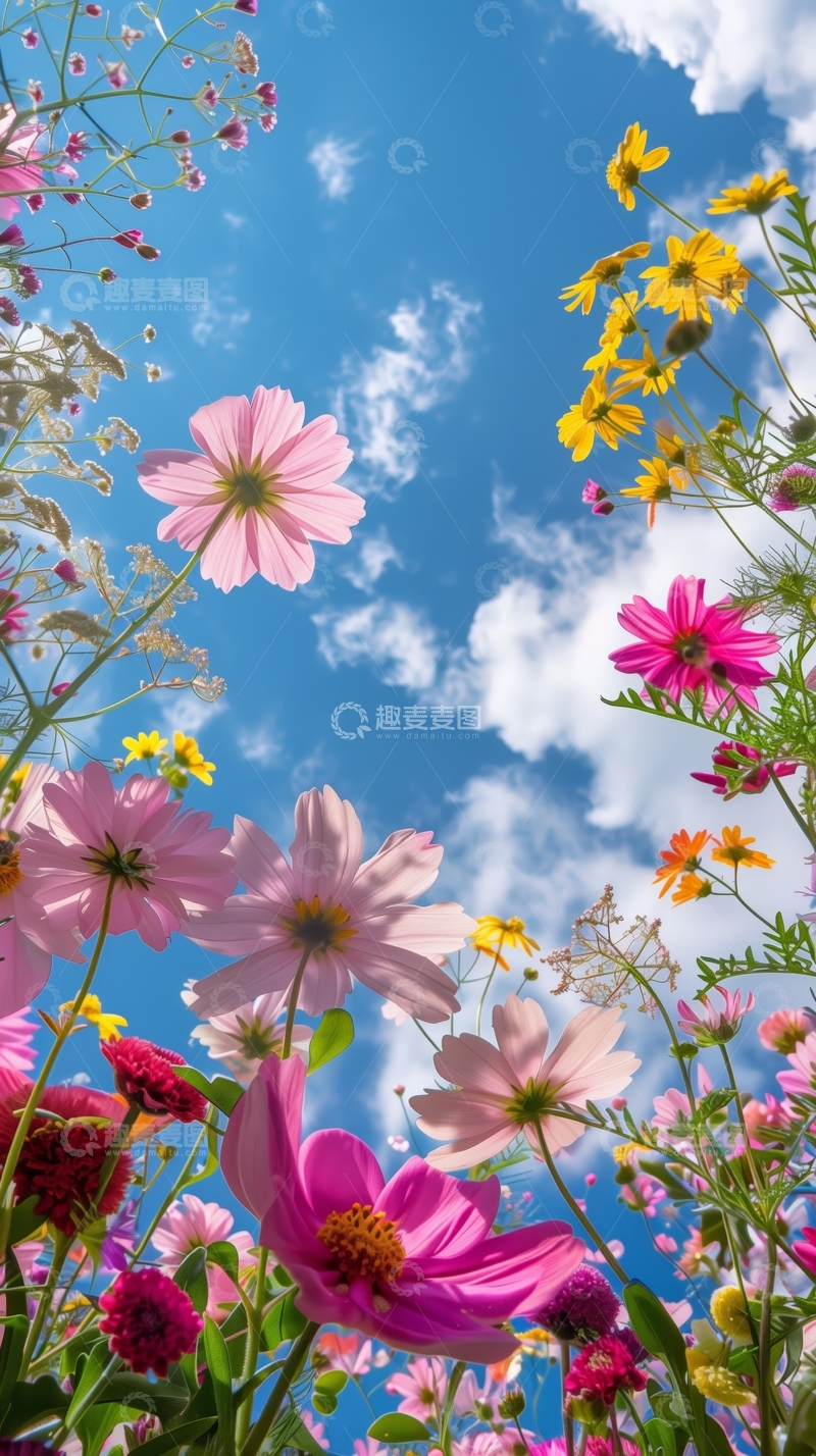 高清大图下载【趣麦麦图】蓝天下的缤纷花海