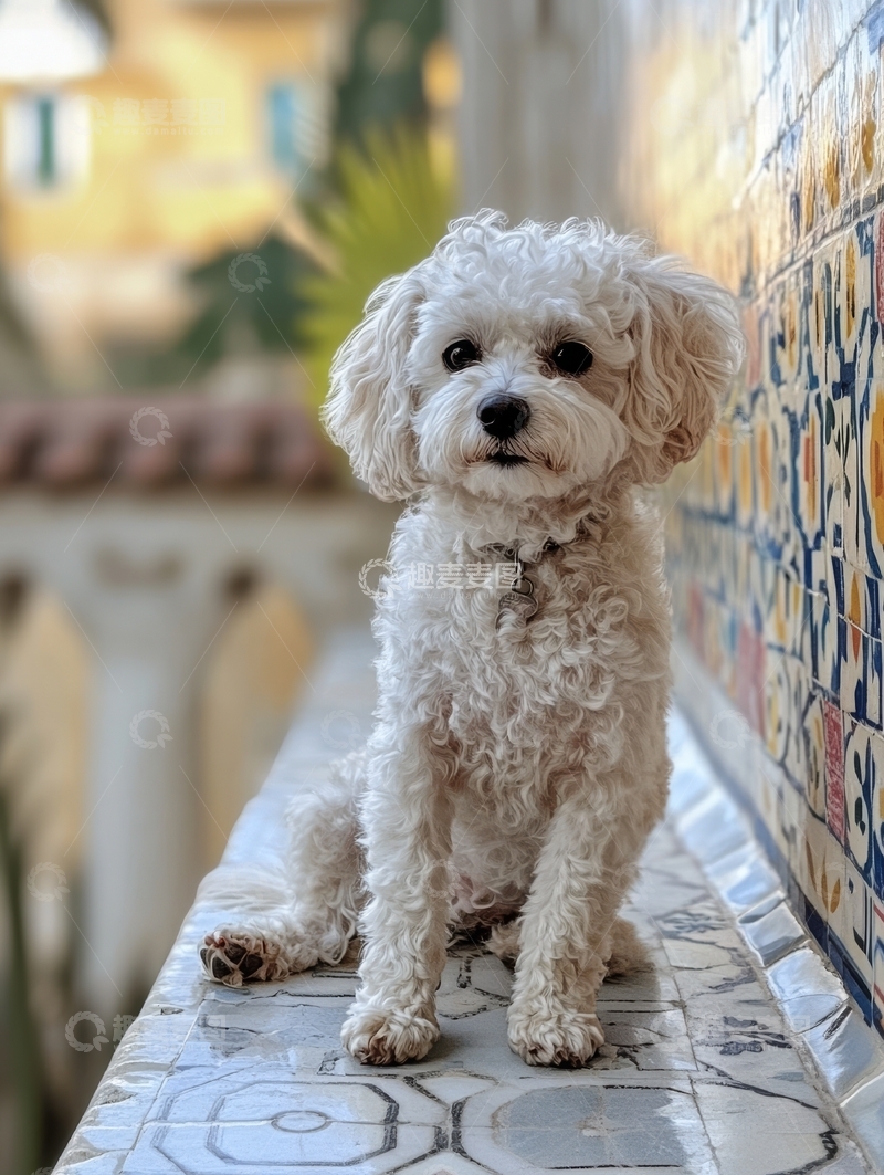 高清大图下载【趣麦麦图】白色卷毛小狗坐在装饰瓷砖的阳台上