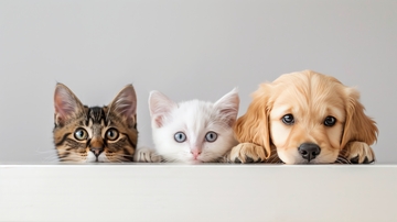 猫咪与小狗并排探头