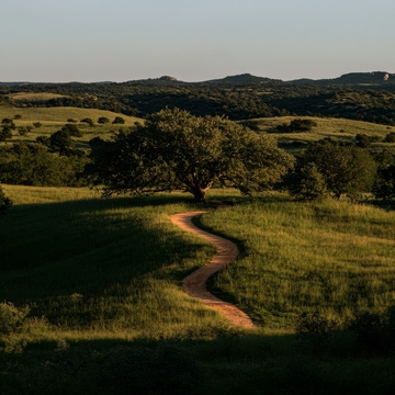 蜿蜒小径穿过绿野与树荫