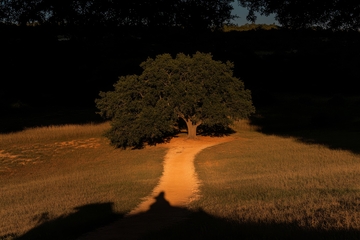 夕阳下的孤树与小径