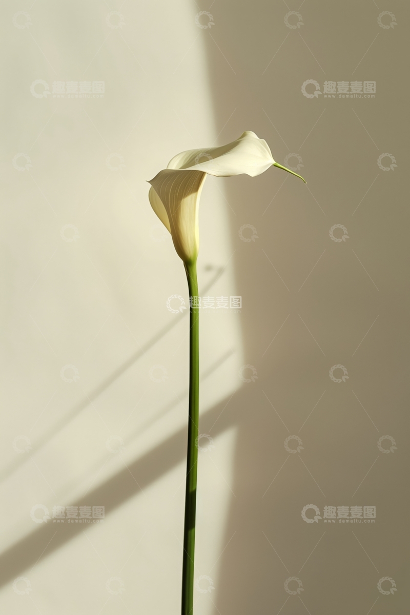高清大图下载【趣麦麦图】单枝白色马蹄莲在光影下的静谧之美