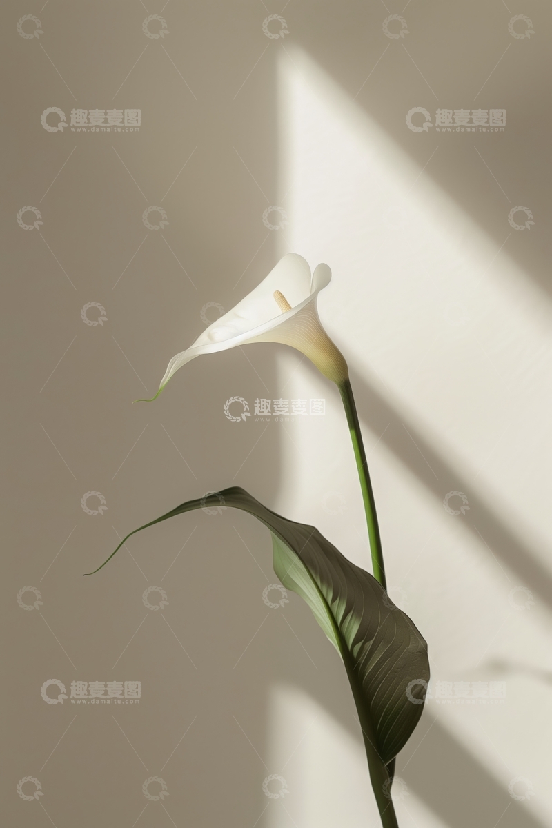 高清大图下载【趣麦麦图】白色马蹄莲在光影中的优雅姿态