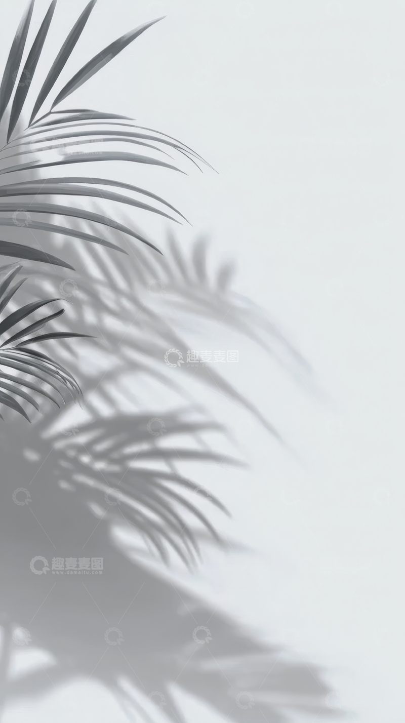 高清大图下载【趣麦麦图】黑白光影下的棕榈叶