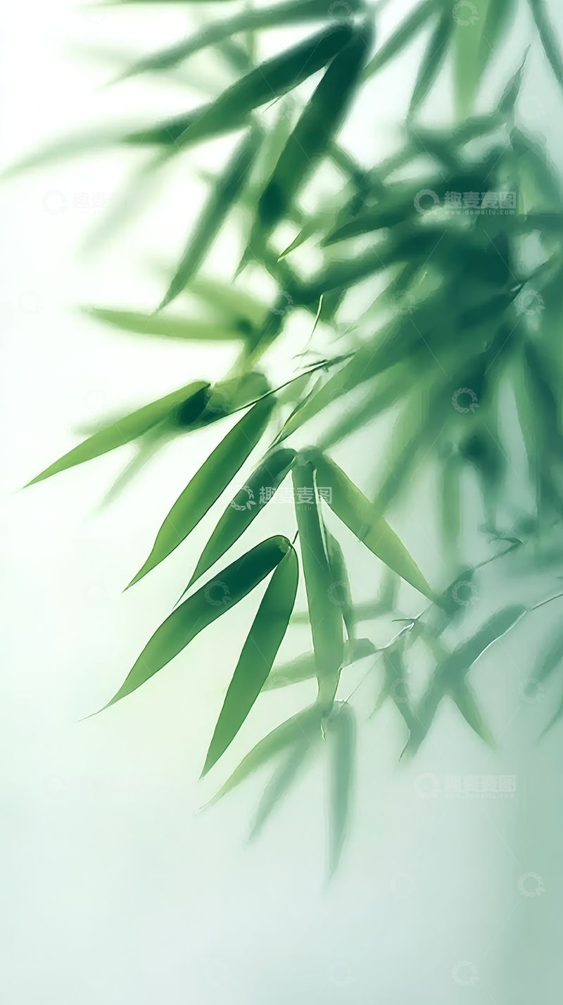 高清大图下载【趣麦麦图】柔和光影下的竹叶特写