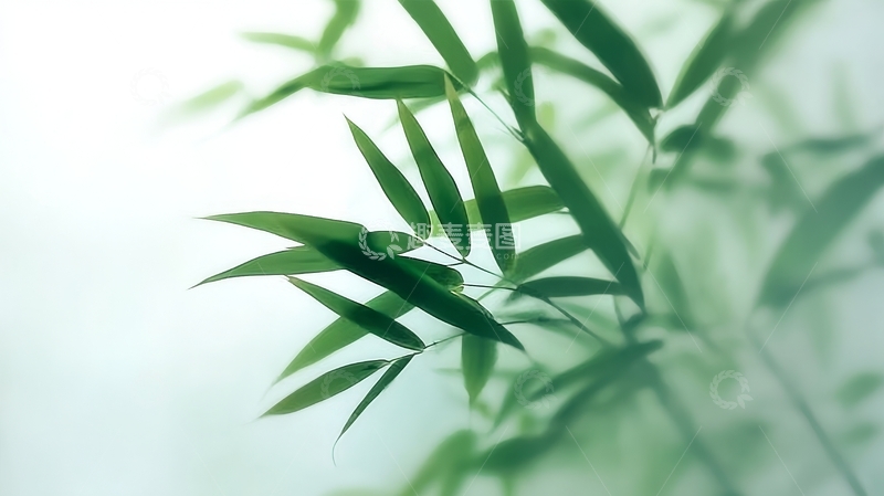 高清大图下载【趣麦麦图】竹叶轻舞，光影交错