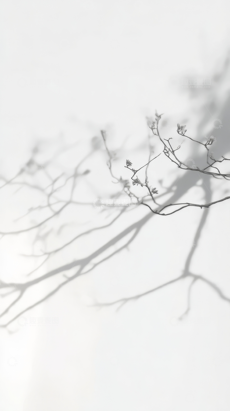 高清大图下载【趣麦麦图】晨雾中的树枝剪影