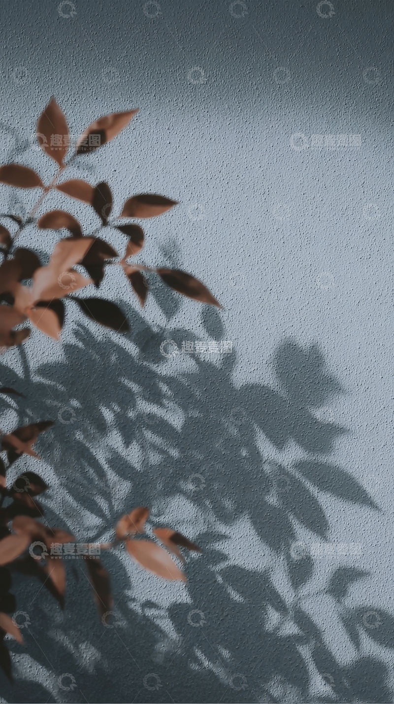 高清大图下载【趣麦麦图】树叶在墙上的影子