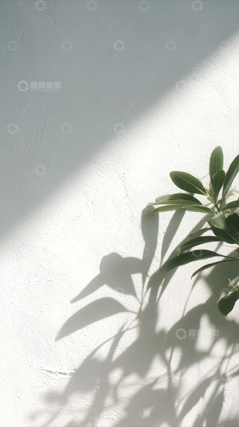 高清大图下载【趣麦麦图】阳光照射下的绿植影子