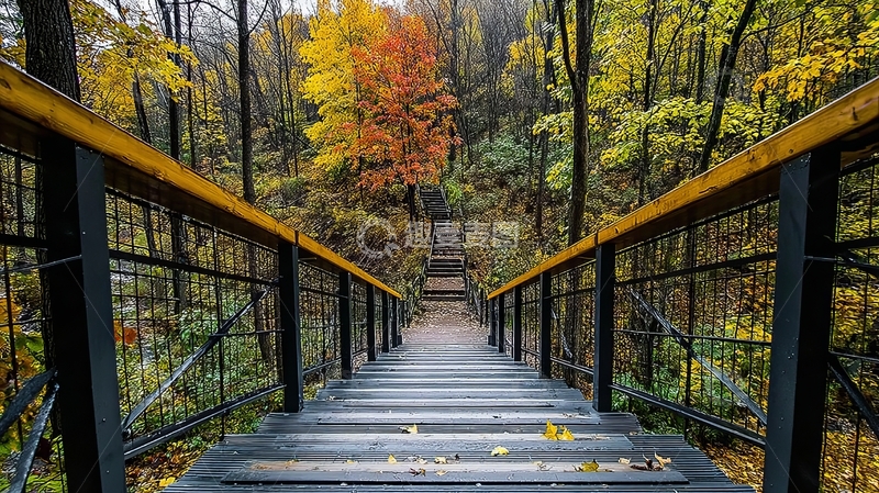 高清大图下载【趣麦麦图】秋天森林中的木质阶梯