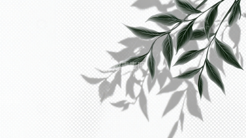 高清大图下载【趣麦麦图】绿叶枝条在白色背景上的投影