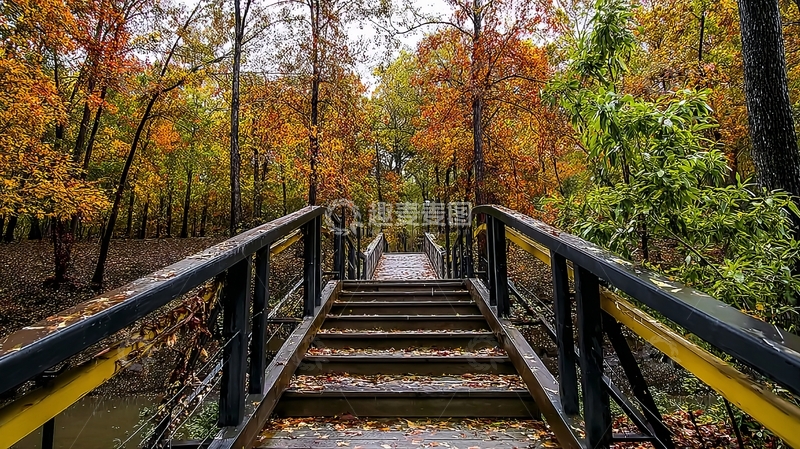 高清大图下载【趣麦麦图】秋天森林中的木制台阶