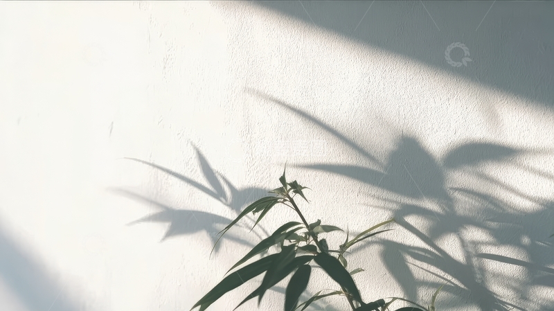 高清大图下载【趣麦麦图】植物叶片在墙上的影子