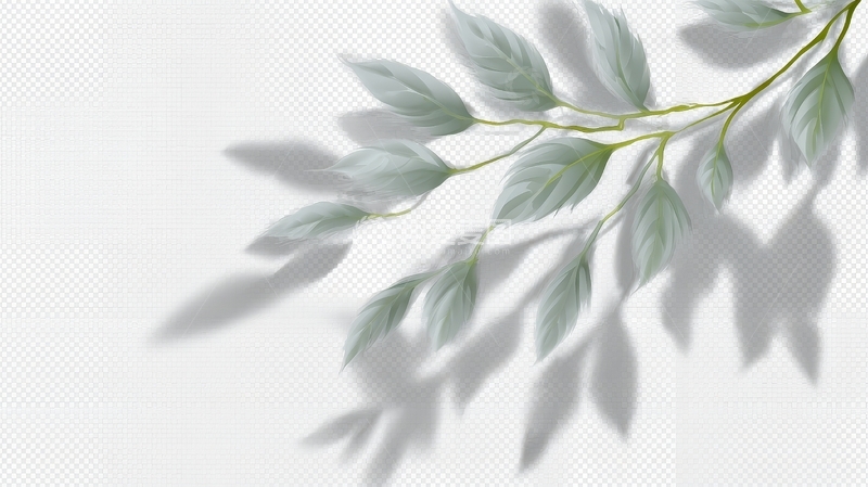 枝叶在白色背景上的投影