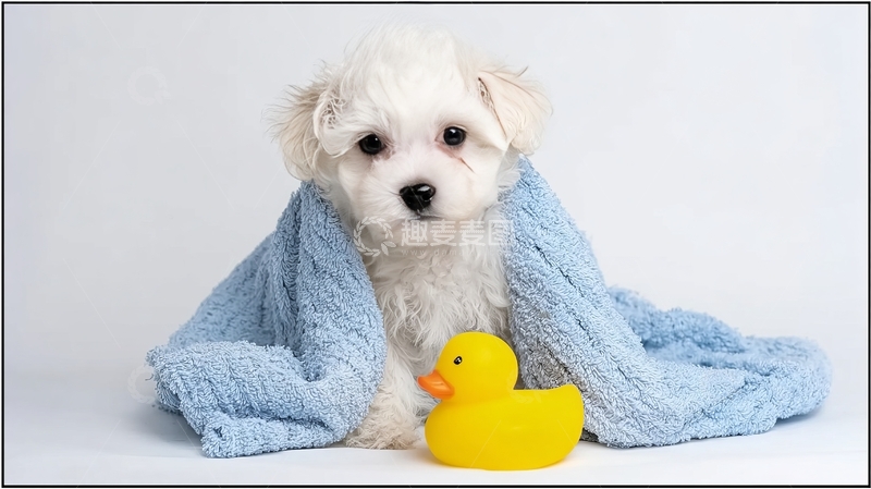 高清大图下载【趣麦麦图】白色小狗裹着蓝色毛巾旁放黄色橡皮鸭