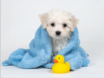 小狗裹蓝色毛巾旁有黄色小鸭玩具