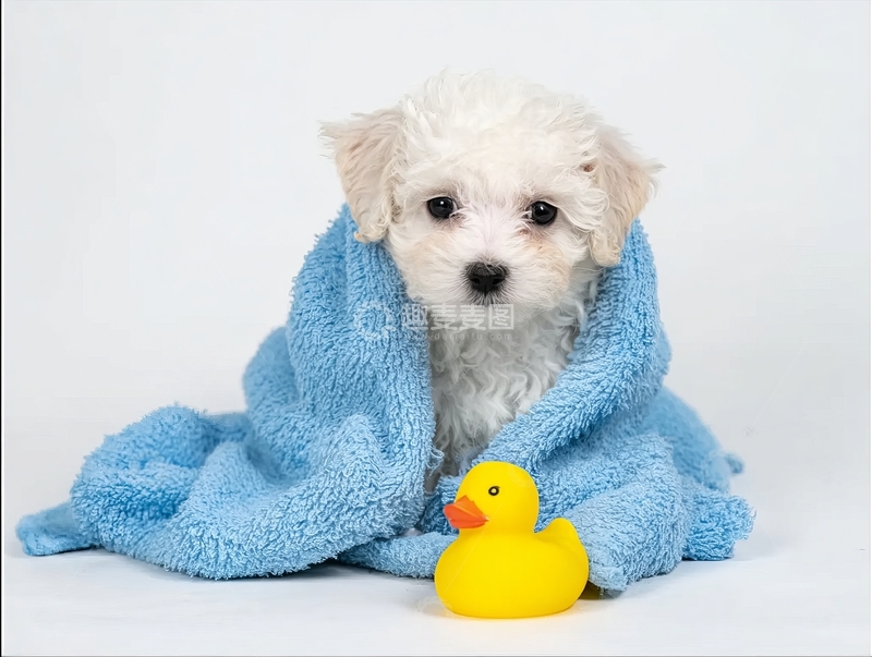 高清大图下载【趣麦麦图】小狗裹蓝色毛巾旁有黄色小鸭玩具