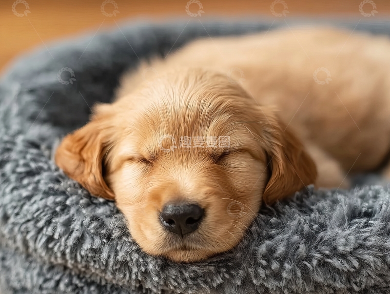 高清大图下载【趣麦麦图】金毛幼犬在灰色绒毛狗窝中熟睡