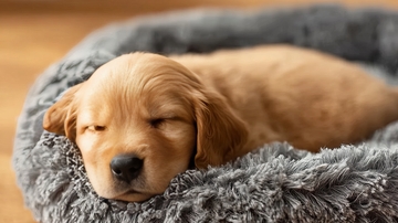 金毛幼犬在灰色毛绒窝中熟睡