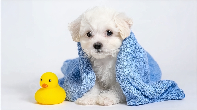 高清大图下载【趣麦麦图】小狗裹着蓝色毛巾旁边放着黄色玩具鸭