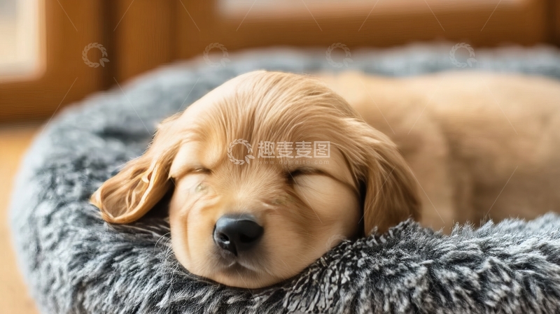 高清大图下载【趣麦麦图】金毛幼犬在柔软毯子上安睡
