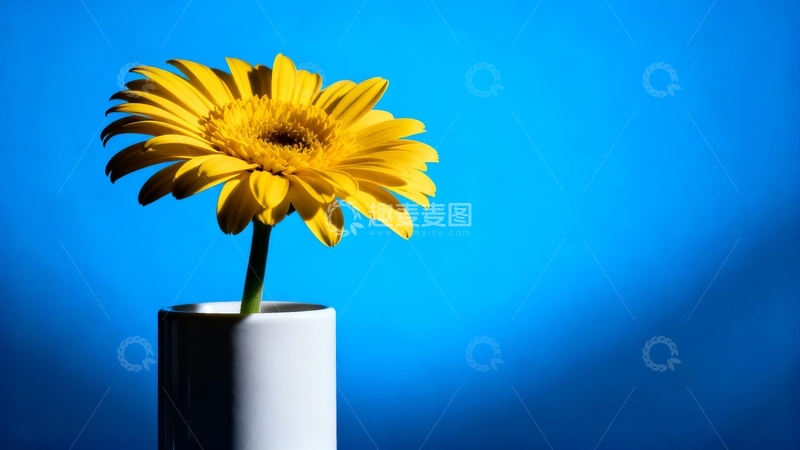 高清大图下载【趣麦麦图】一朵黄色花朵置于蓝色背景的白色花瓶中