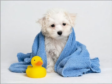 白色小狗裹蓝色毛巾旁有黄色橡皮鸭