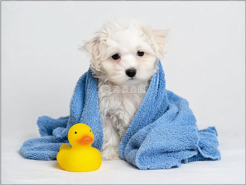 高清大图下载【趣麦麦图】白色小狗裹蓝色毛巾旁有黄色橡皮鸭