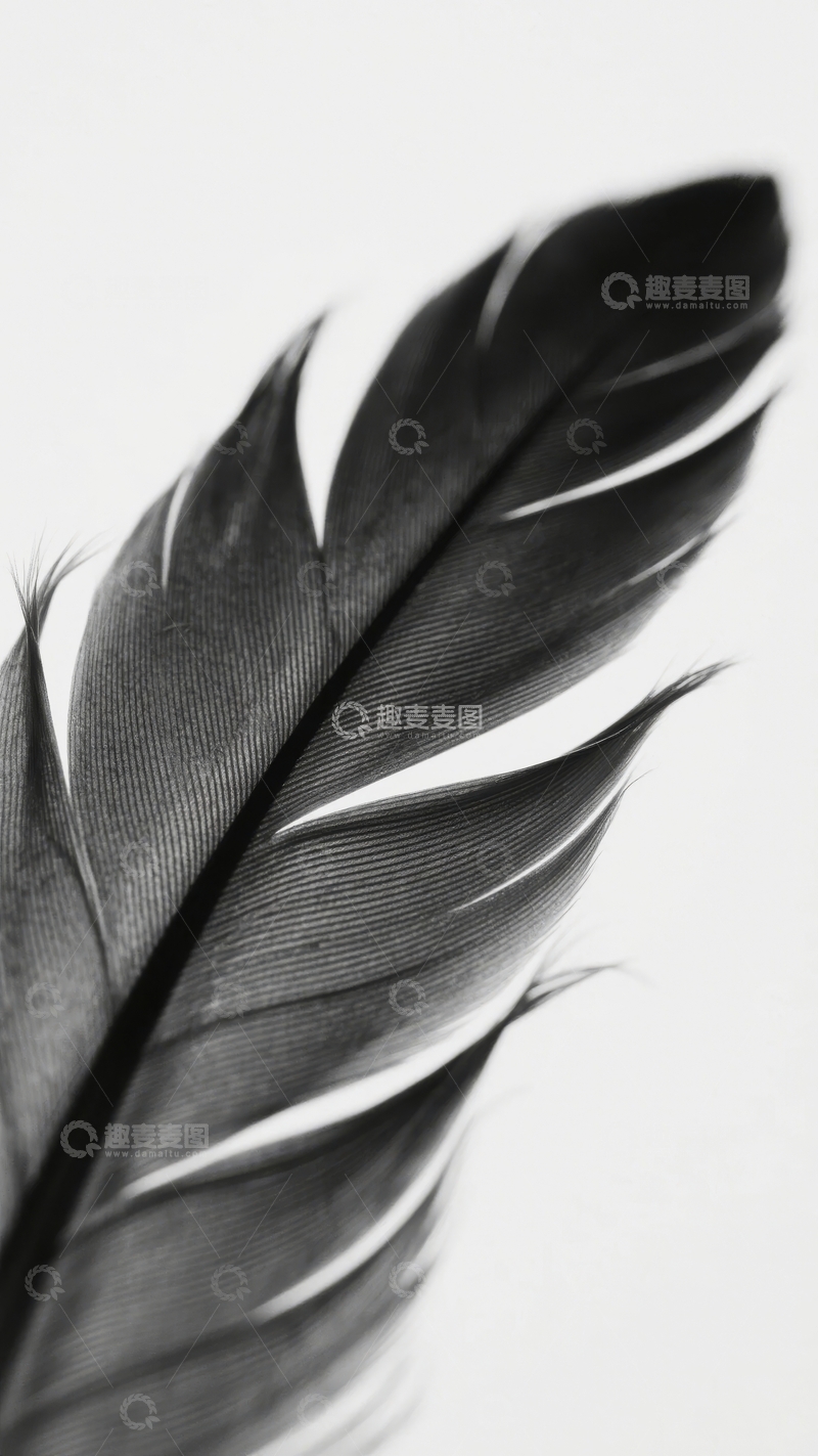 高清大图下载【趣麦麦图】黑白特写羽毛纹理细腻质感突出