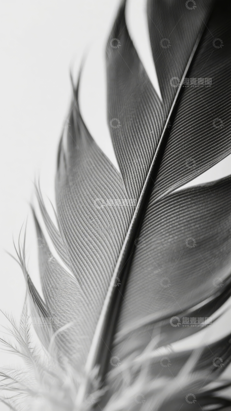 高清大图下载【趣麦麦图】黑白特写羽毛纹理细腻质感突出