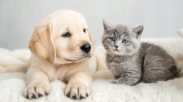 小狗与小猫亲密依偎在柔软毯子上