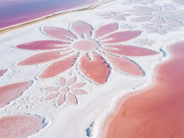 空中俯瞰粉色盐湖上的花朵图案景观