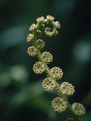 植物茎上螺旋排列的花蕾特写