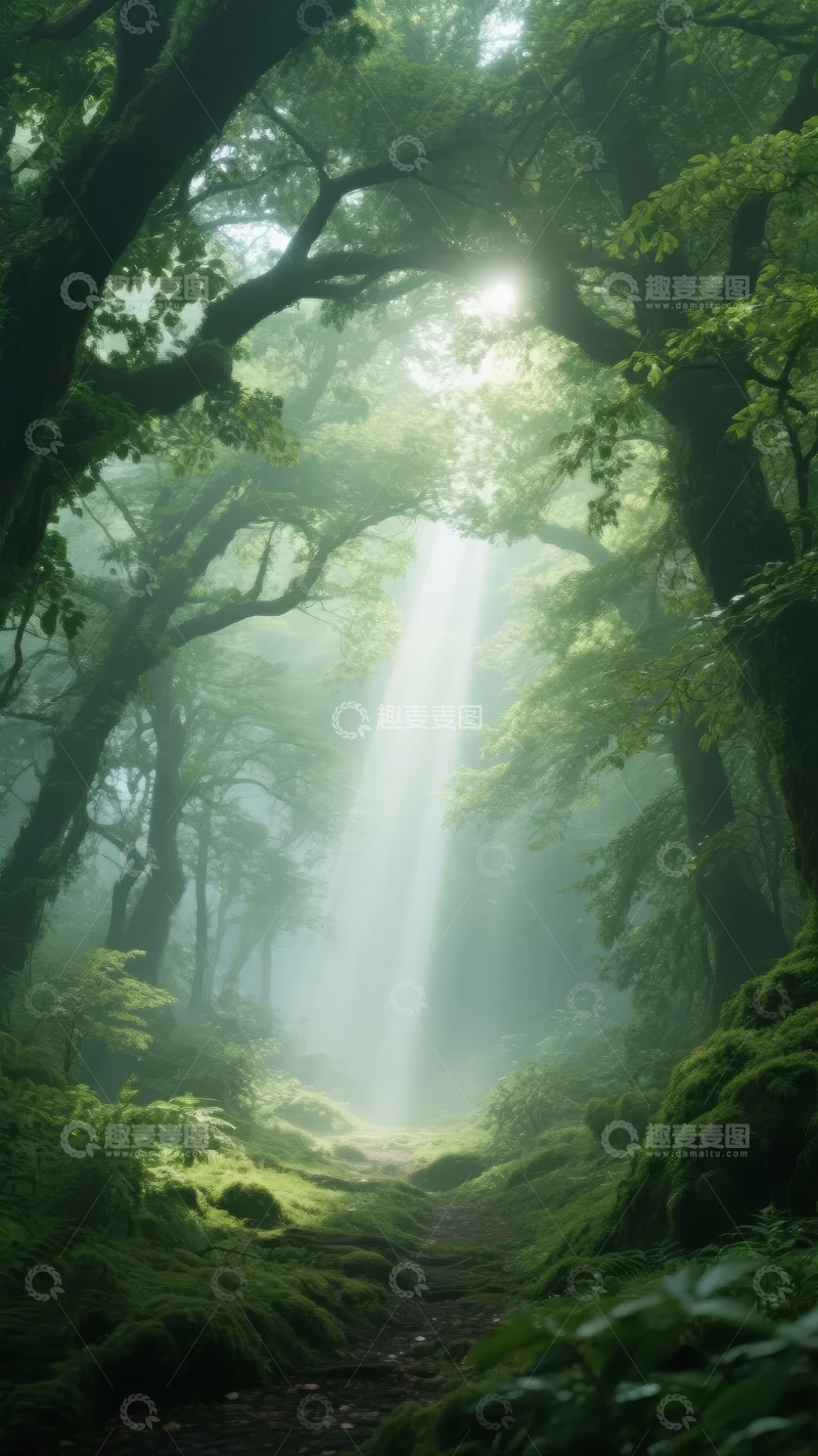 高清大图下载【趣麦麦图】阳光穿透茂密森林洒落林间小径