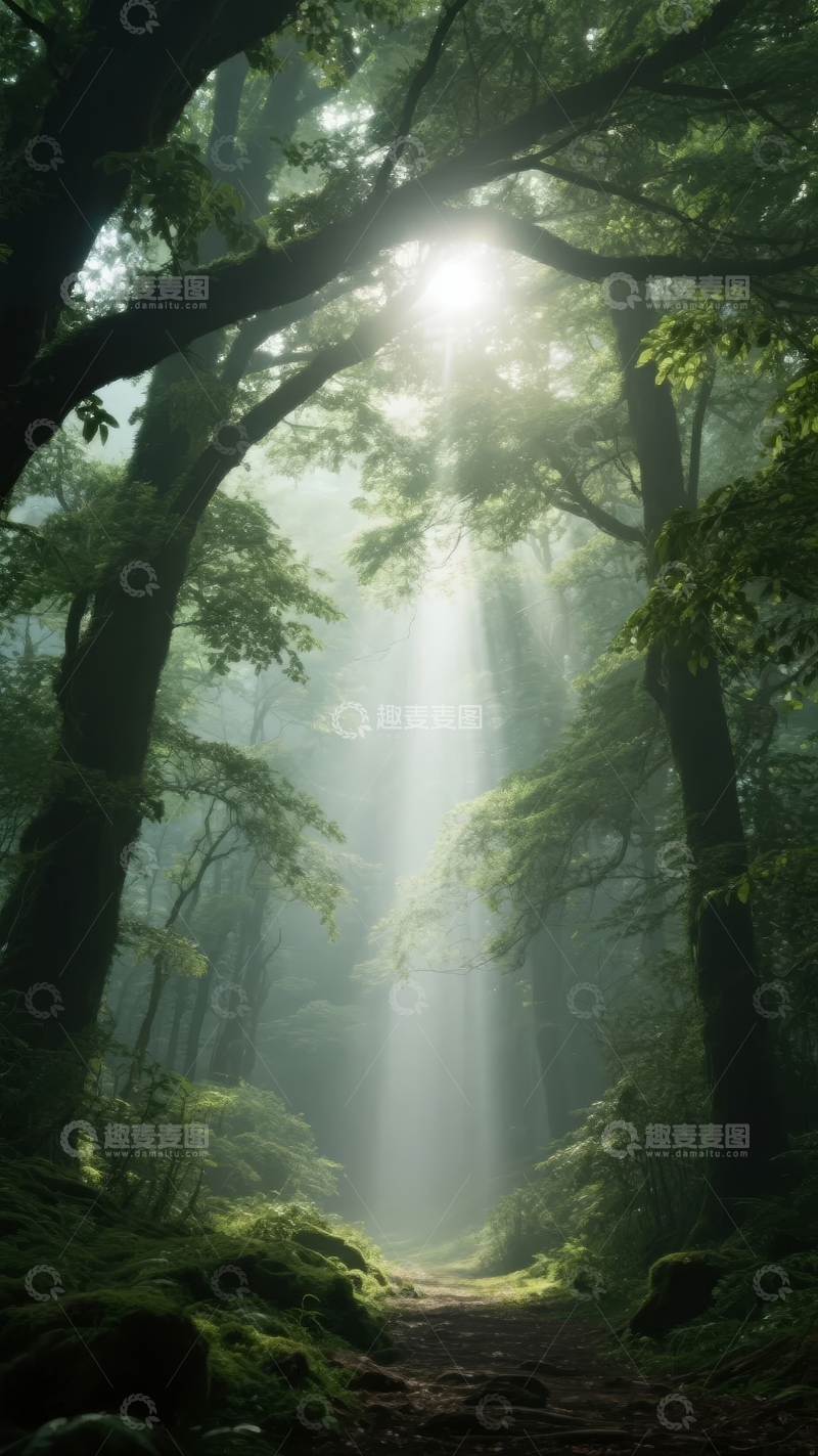 高清大图下载【趣麦麦图】阳光穿透茂密森林洒下金色光芒