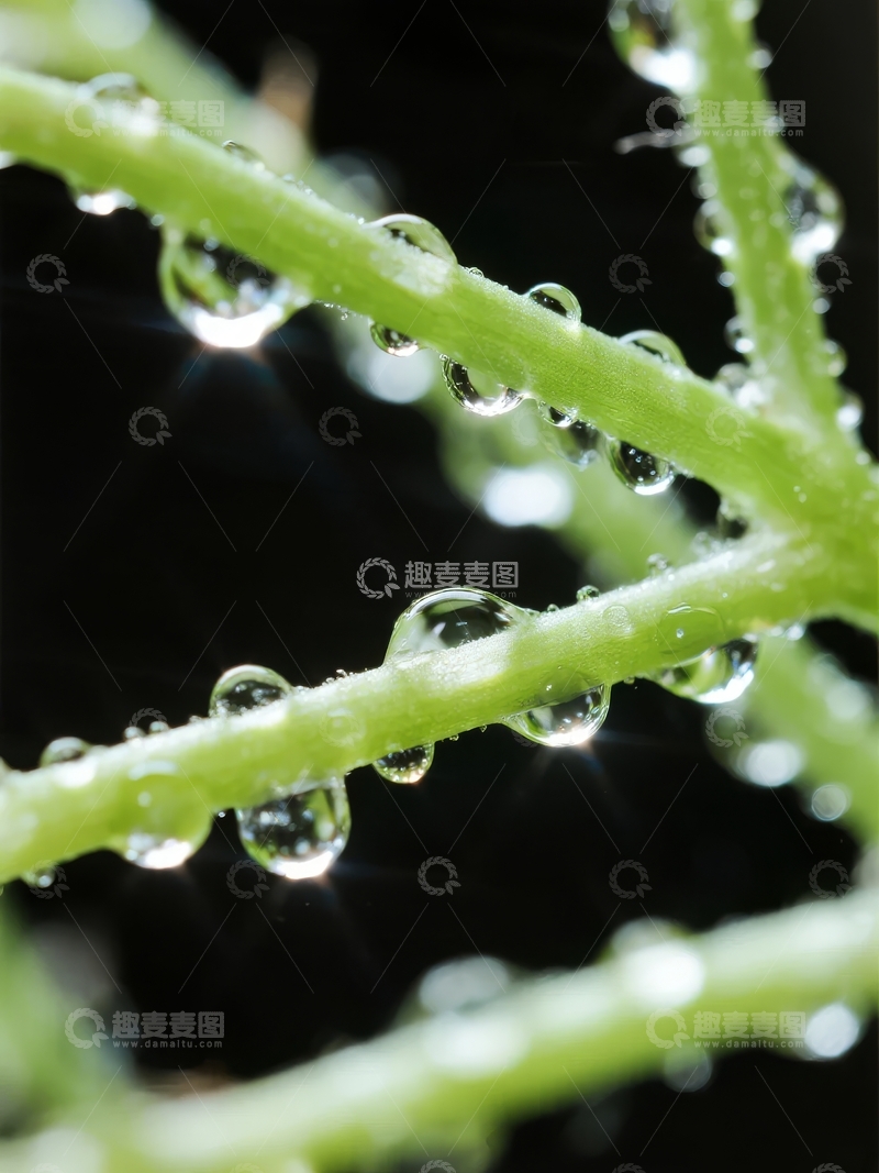 高清大图下载【趣麦麦图】植物枝条上的晶莹水珠在黑暗背景中闪耀
