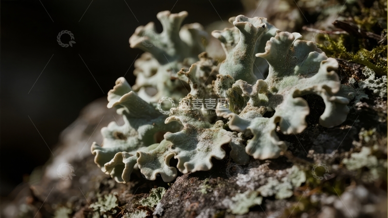 高清大图下载【趣麦麦图】岩石上的灰绿色地衣特写