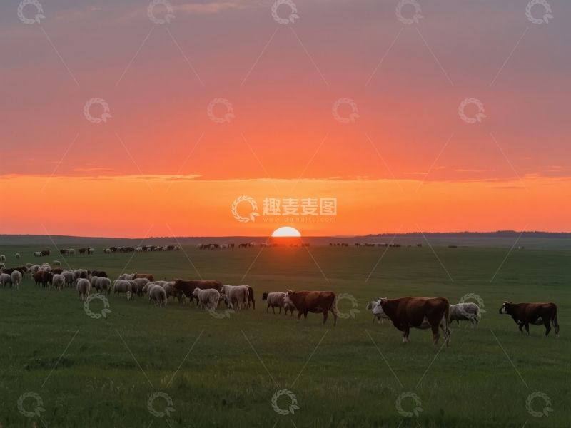 高清大图下载【趣麦麦图】日落时分羊群在绿色草地上漫步的宁静景象