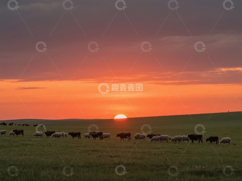 高清大图下载【趣麦麦图】日落时分羊群在田野上漫步的宁静景象