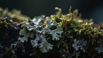 苔藓与地衣覆盖的岩石特写