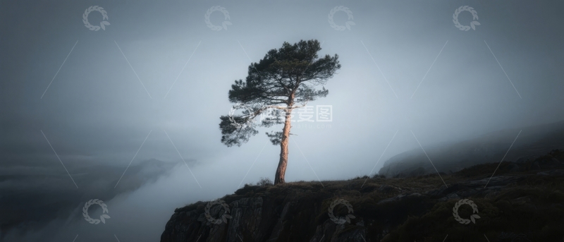高清大图下载【趣麦麦图】孤树屹立雾海之上光影交错静谧画面