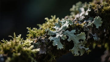 苔藓与地衣覆盖的树枝特写