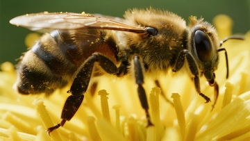 蜜蜂在黄色花朵上采集花粉的特写镜头