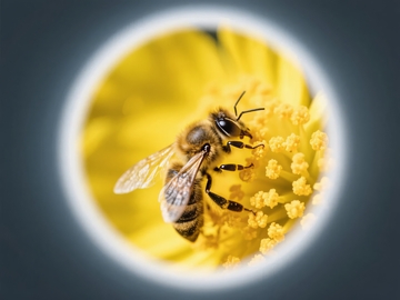 蜜蜂在黄色花朵上采集花粉的特写镜头