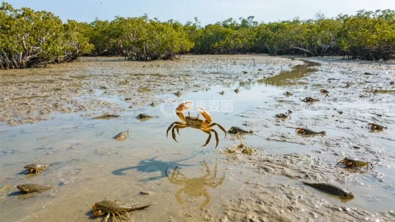 高清大图下载【趣麦麦图】海滩上一只螃蟹在浅水中爬行周围有其他螃蟹